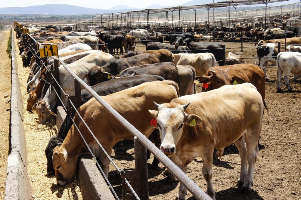 Imagen de Freno a importación de ganado en Estados Unidos bajaría precios