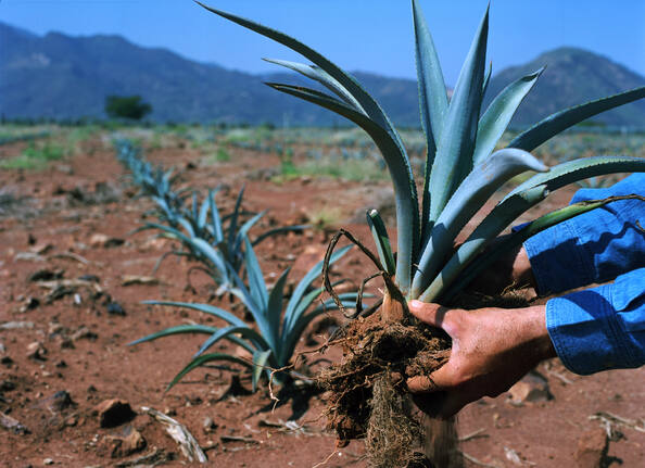 Imagen de Exportaciones de tequila a Estados Unidos, sin afectación por política arancelaria