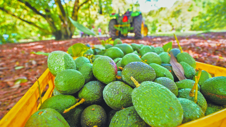 Imagen de Exportación a Estados Unidos de aguacate permanece estable