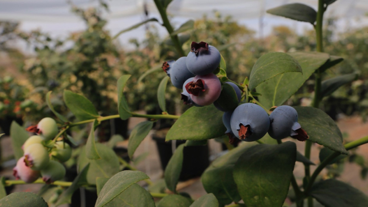 Imagen de Pequeños productores de berries en Jalisco tendrán crédito accesible